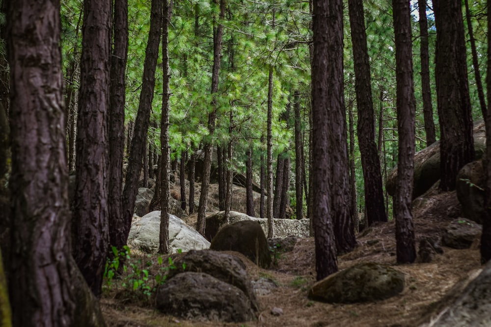 green trees and brown rocks