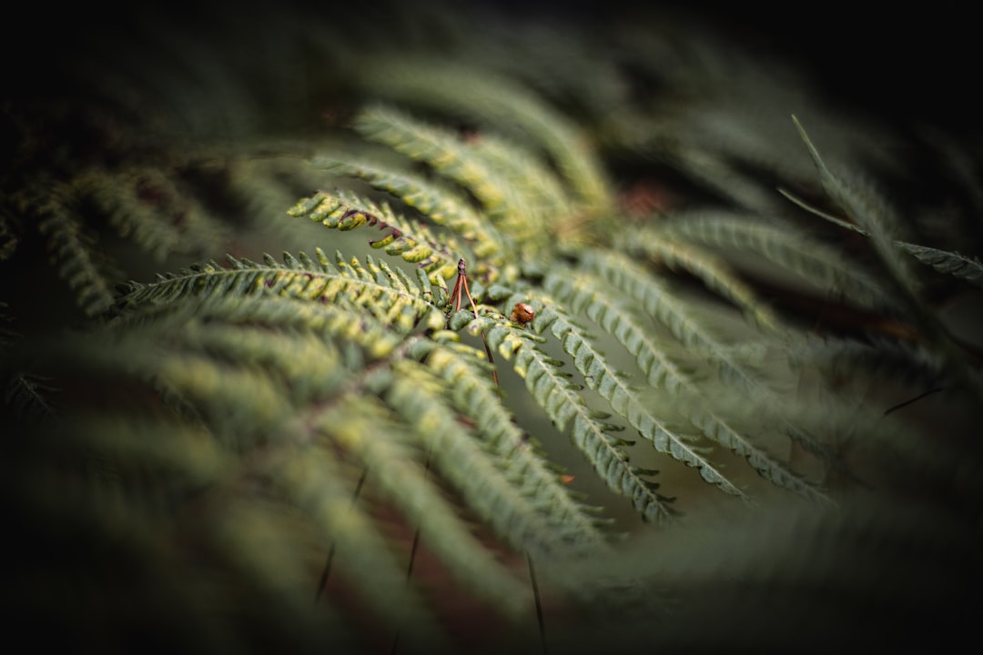 green fern plant in close up photography