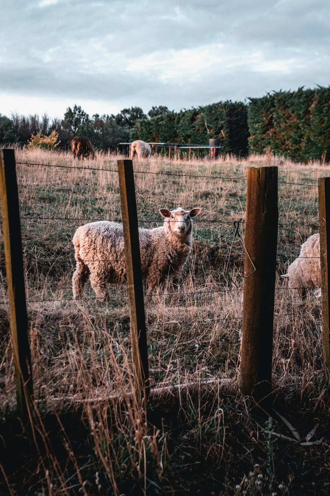 white sheep on brown grass field during daytime