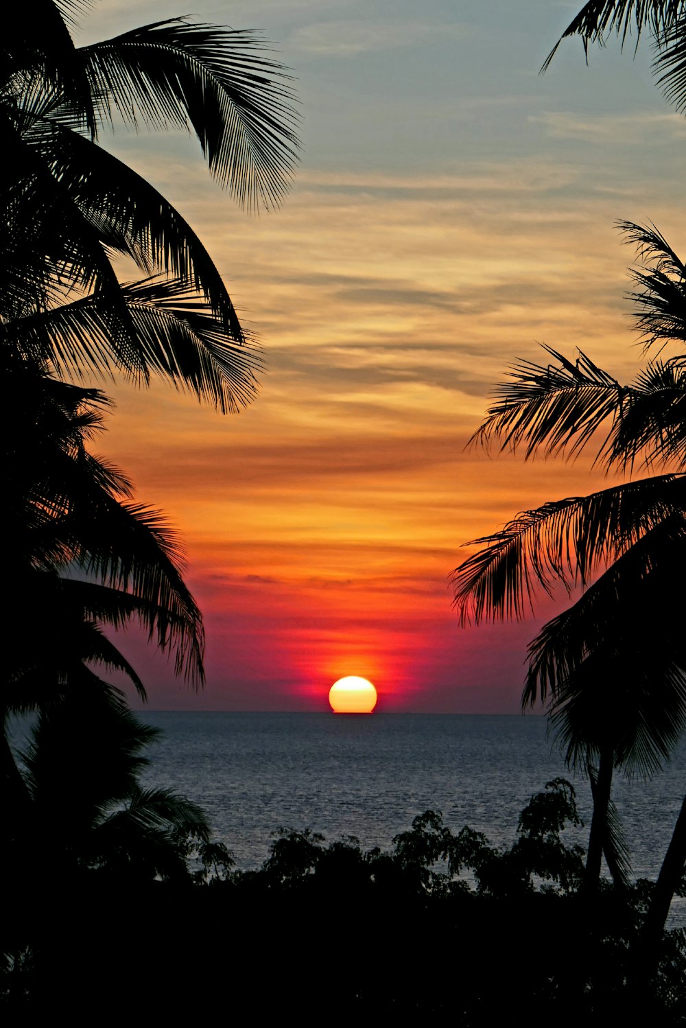 cocotero cerca del mar durante la puesta de sol