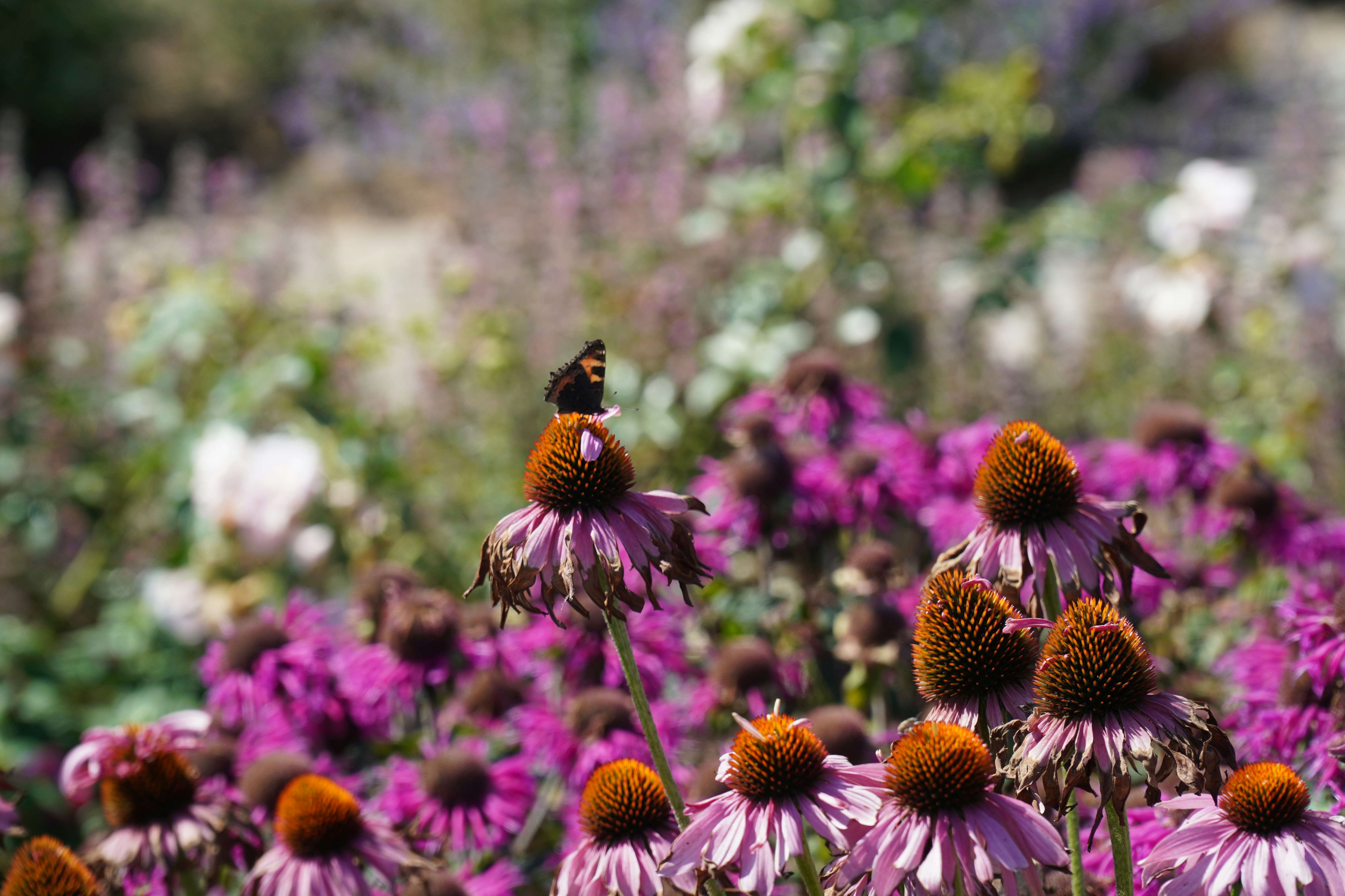 black and orange butterfly on purple flower during daytime