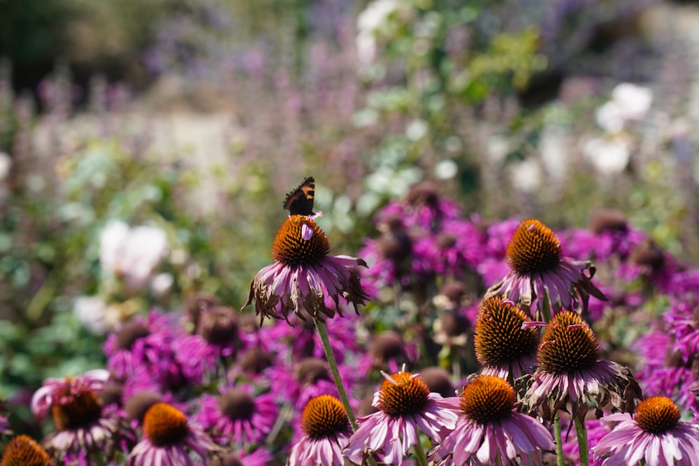black and orange butterfly on purple flower during daytime