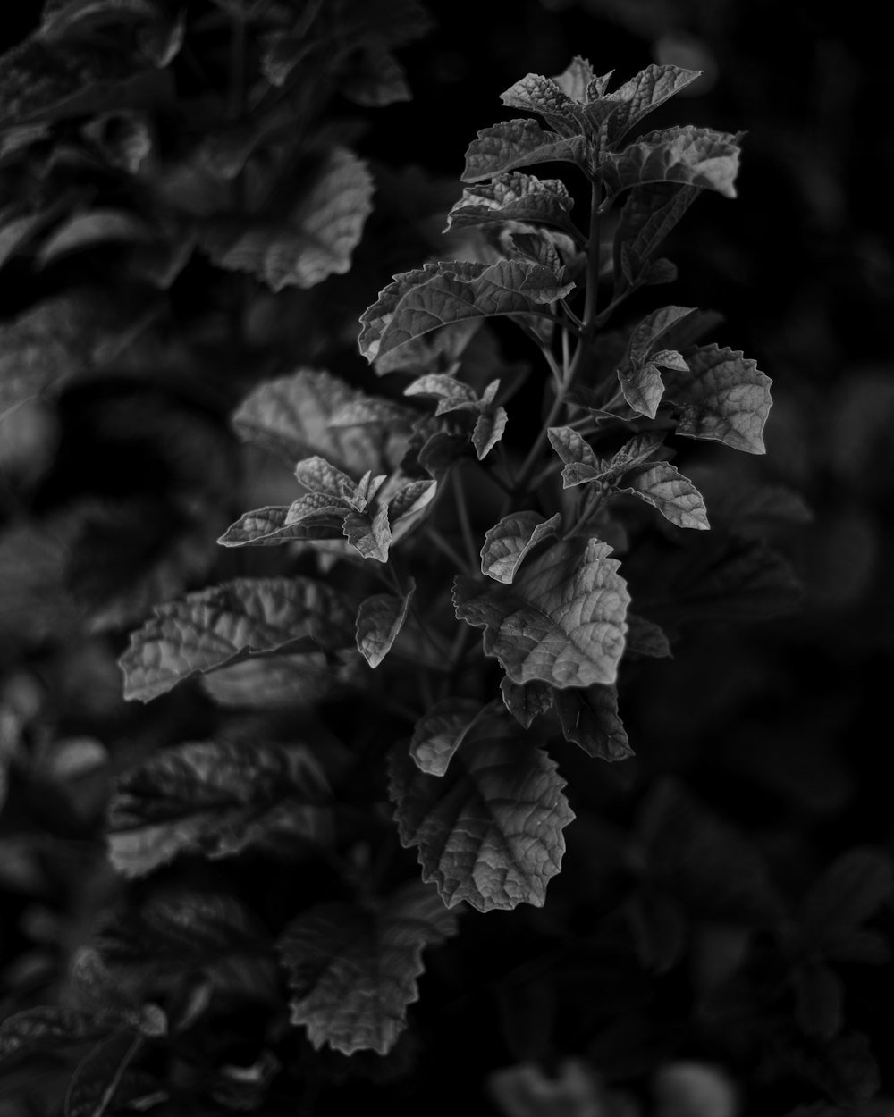 grayscale photo of leaves on tree