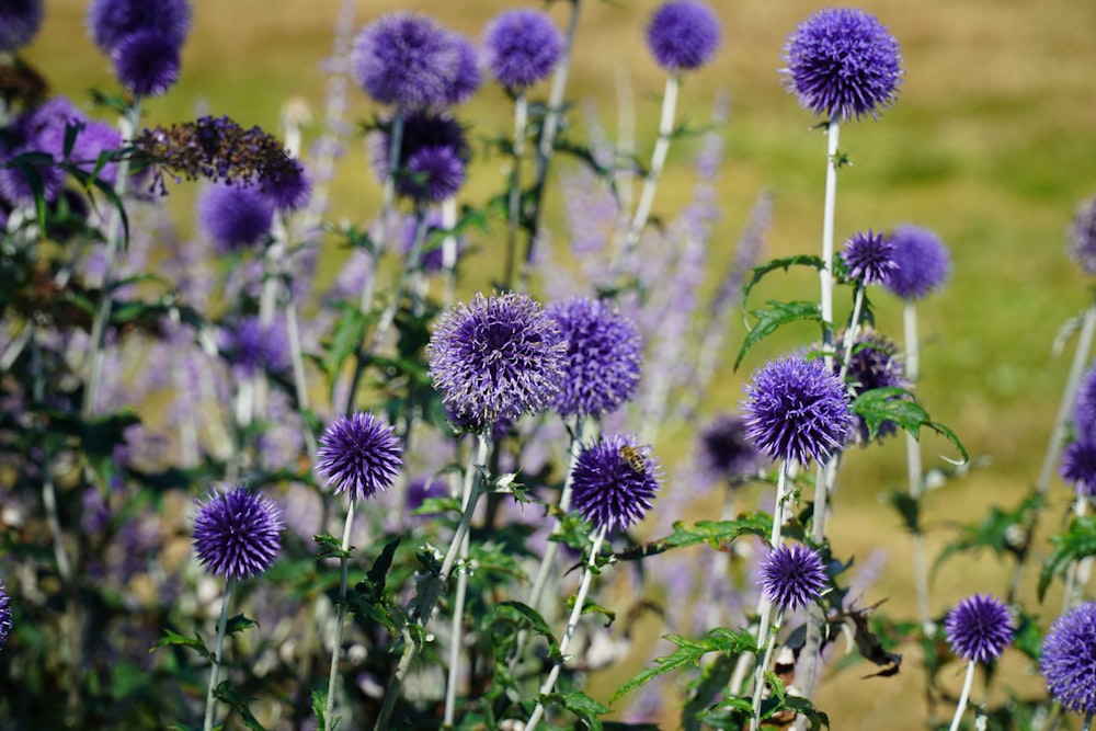 Lila Blume in Nahaufnahmen