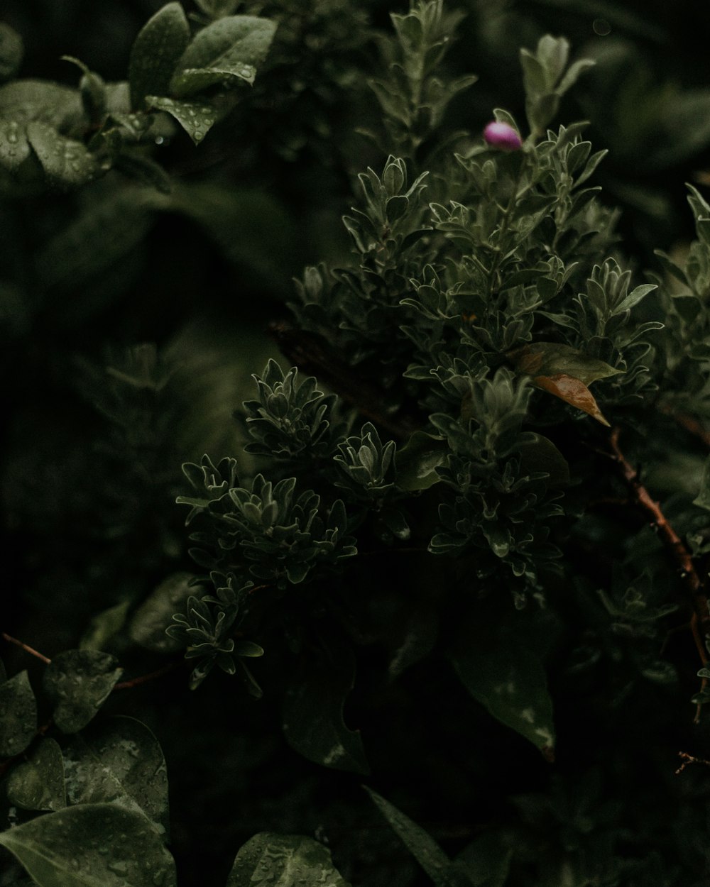 green and brown plant during daytime