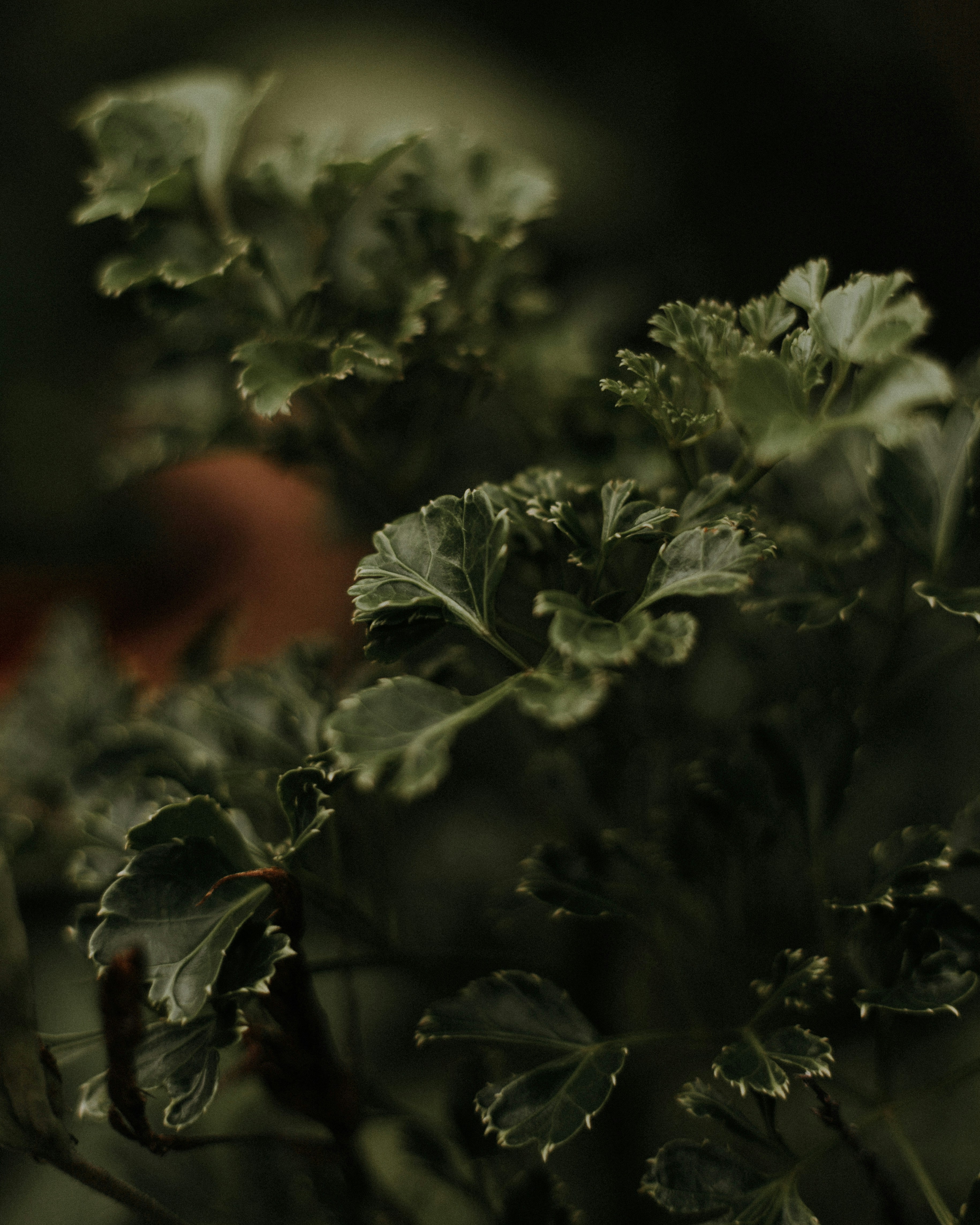 green plant in close up photography