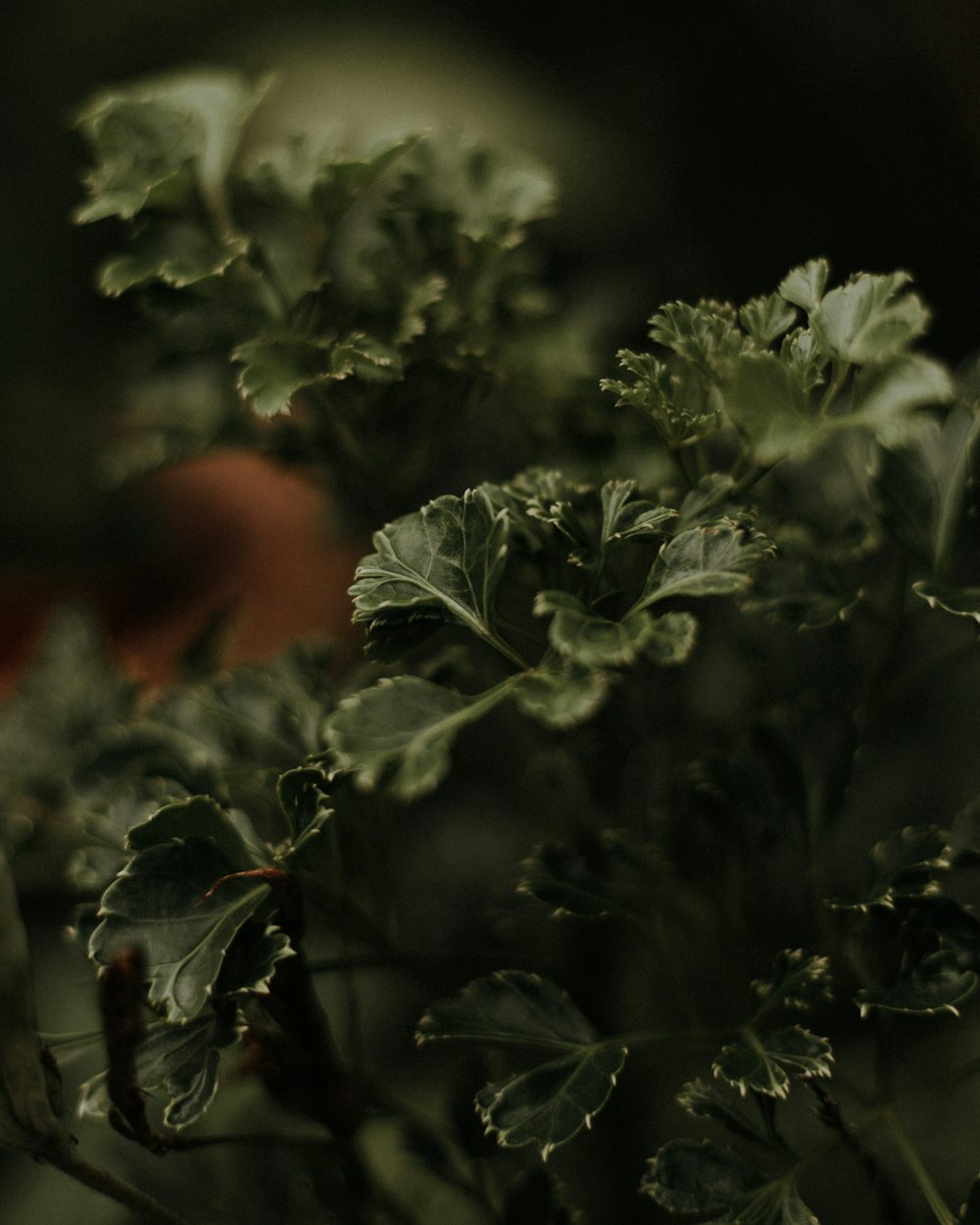 green plant in close up photography