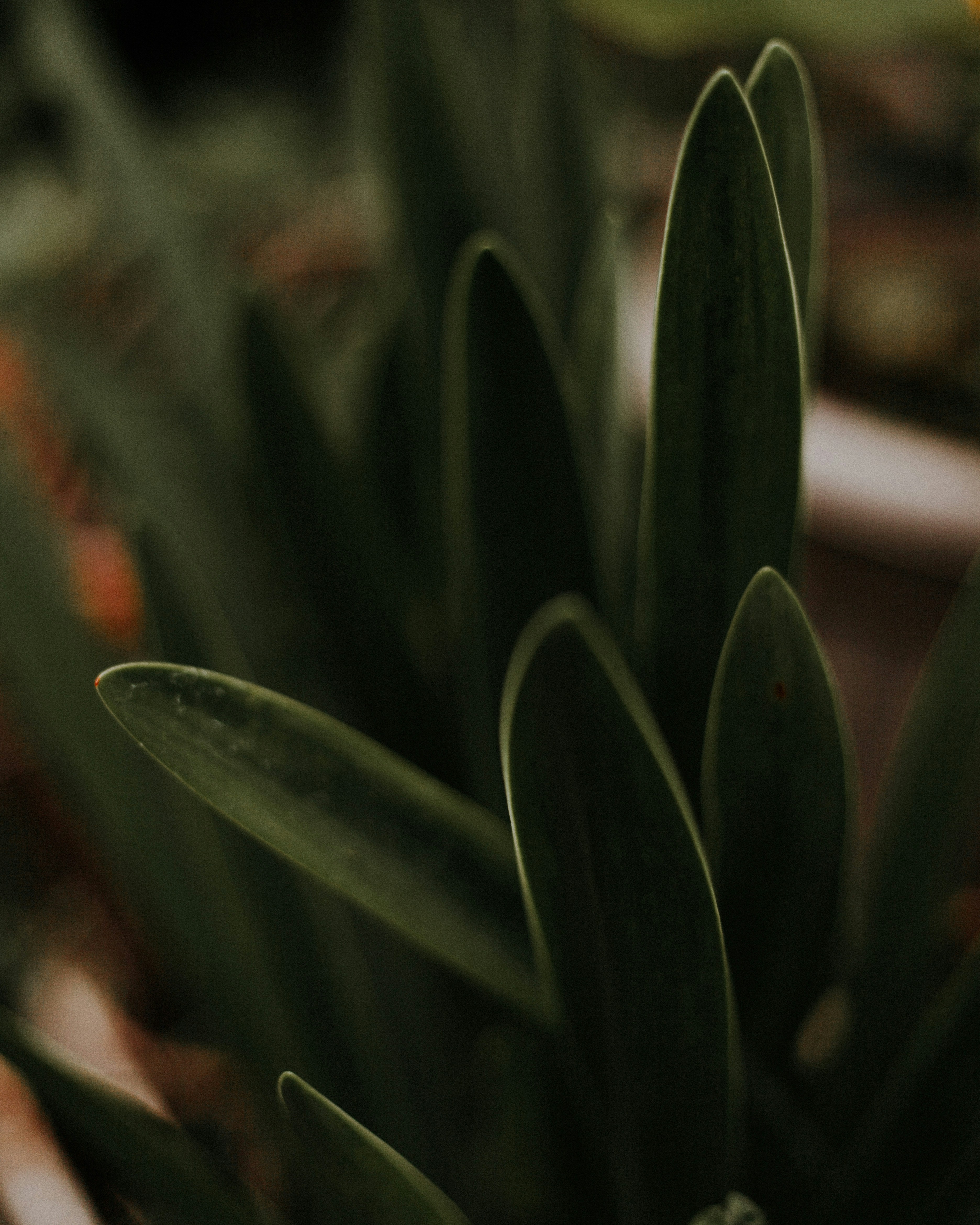 green plant in close up photography