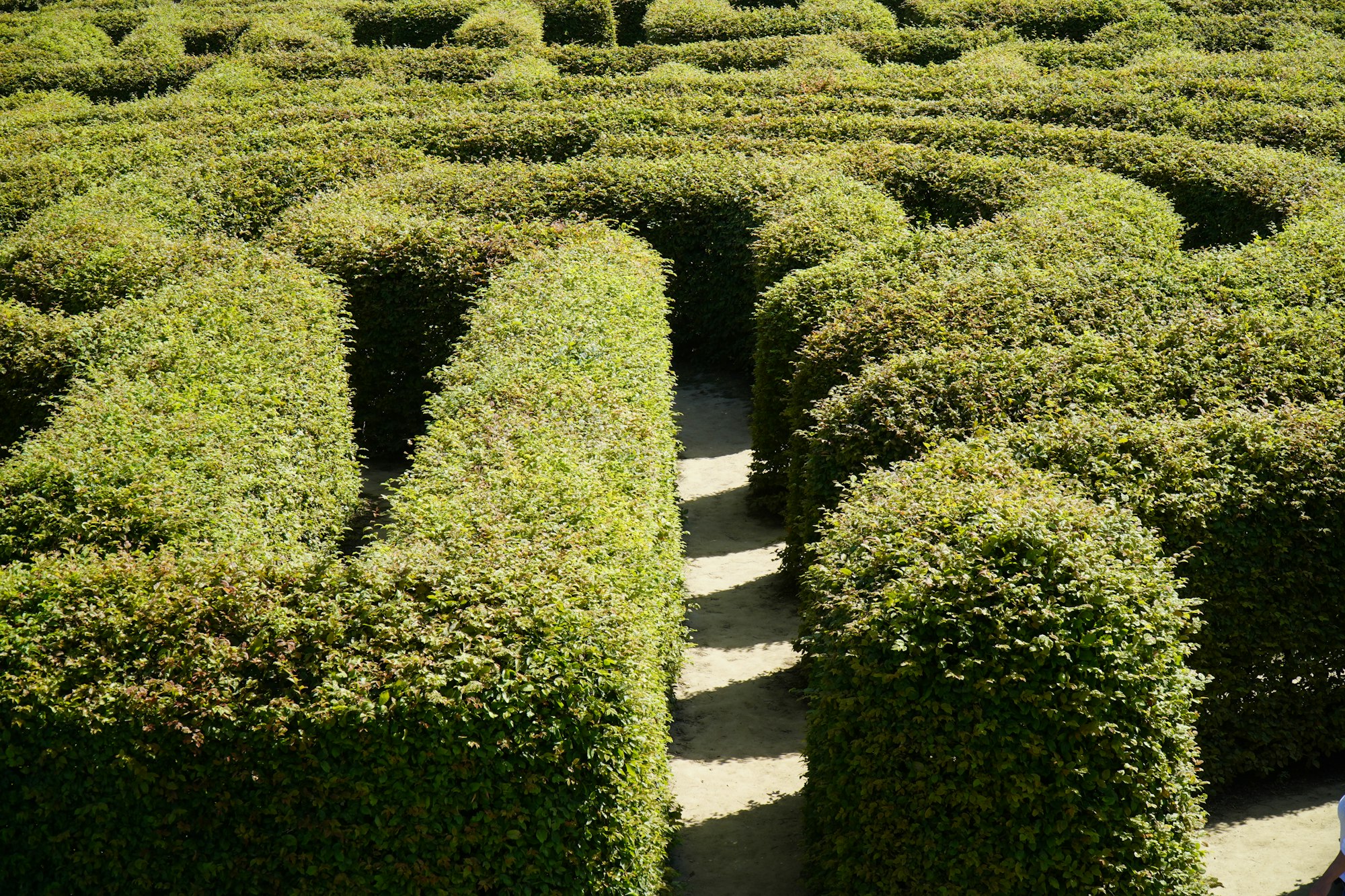 A natural shrub maze