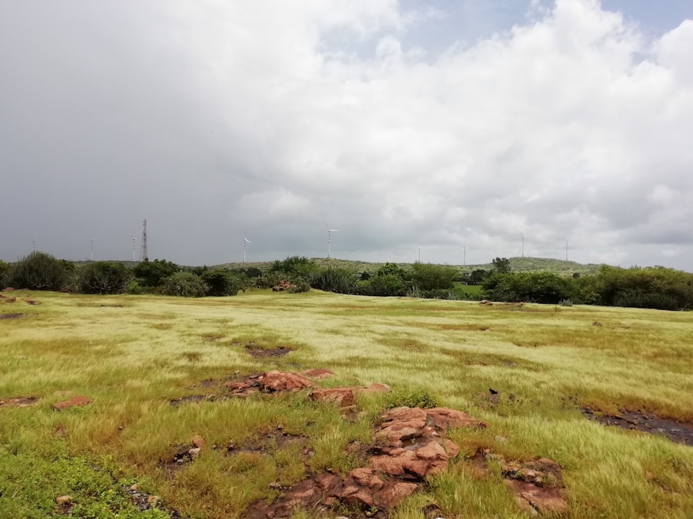 green grass field under gray sky