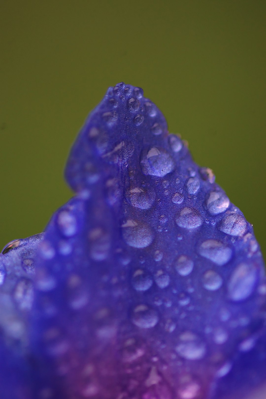 water droplets on green leaf