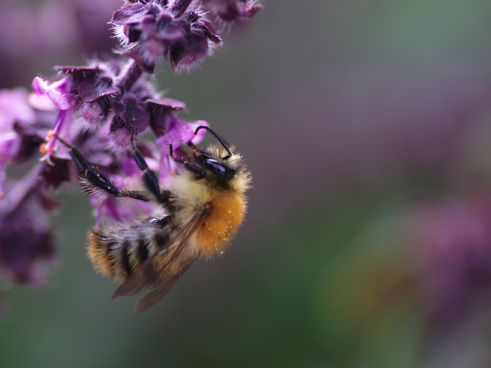 flor púrpura con abeja en lente de cambio de inclinación