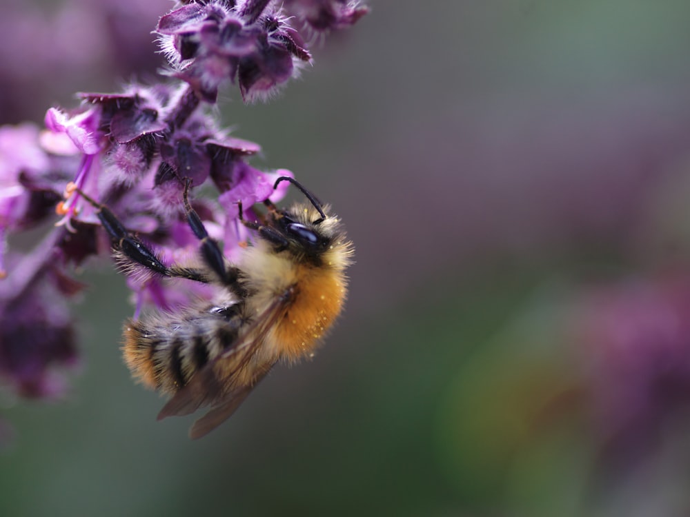 purple flower with bee in tilt shift lens