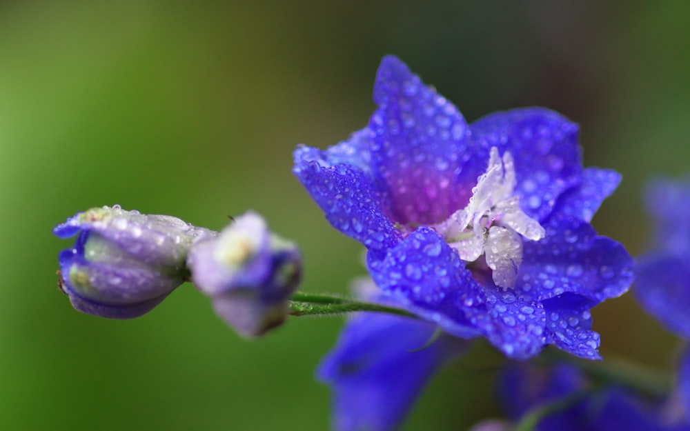 fleur violette dans la photo macro
