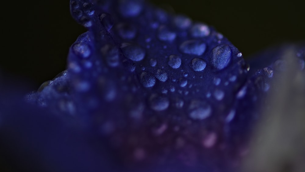 goccioline d'acqua su foglia viola