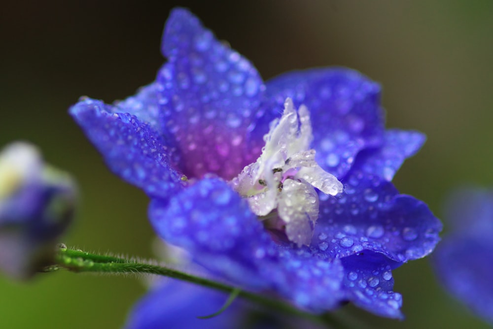 purple flower with water droplets