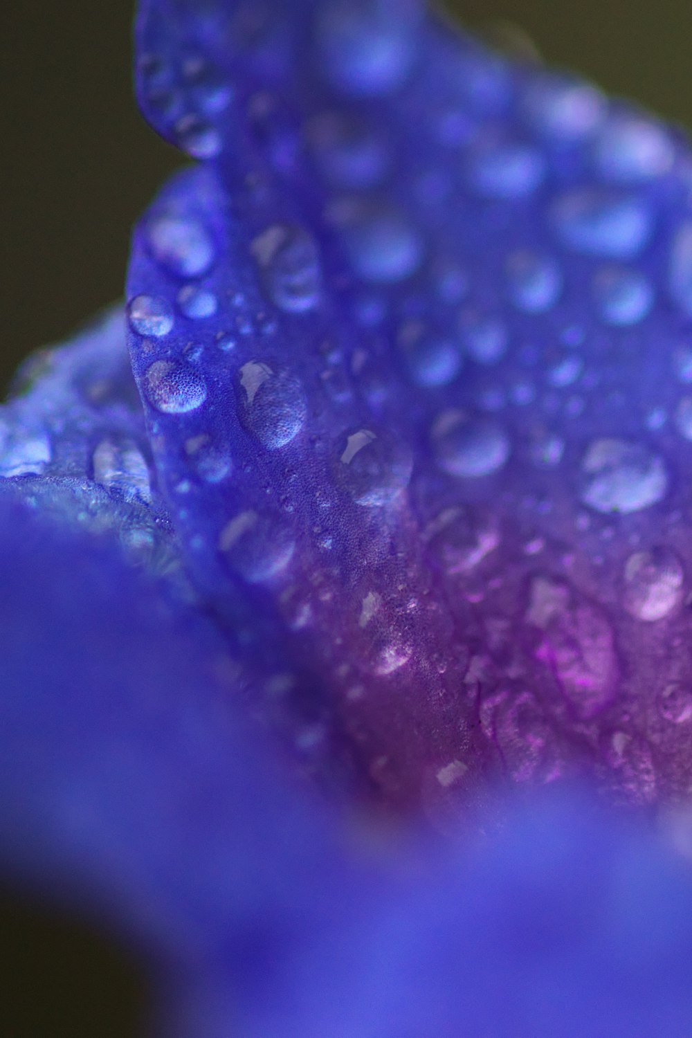 water droplets on green leaf