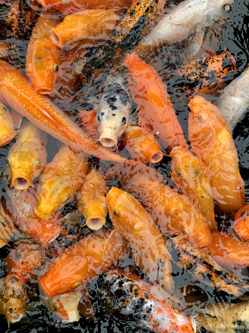 white and orange koi fish