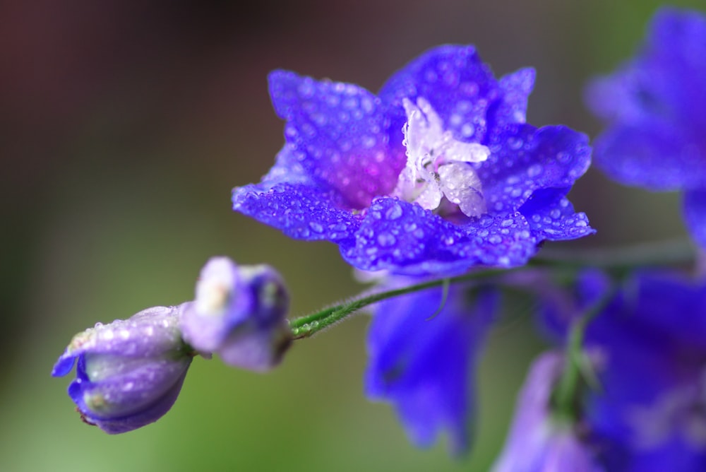 purple flower in macro shot