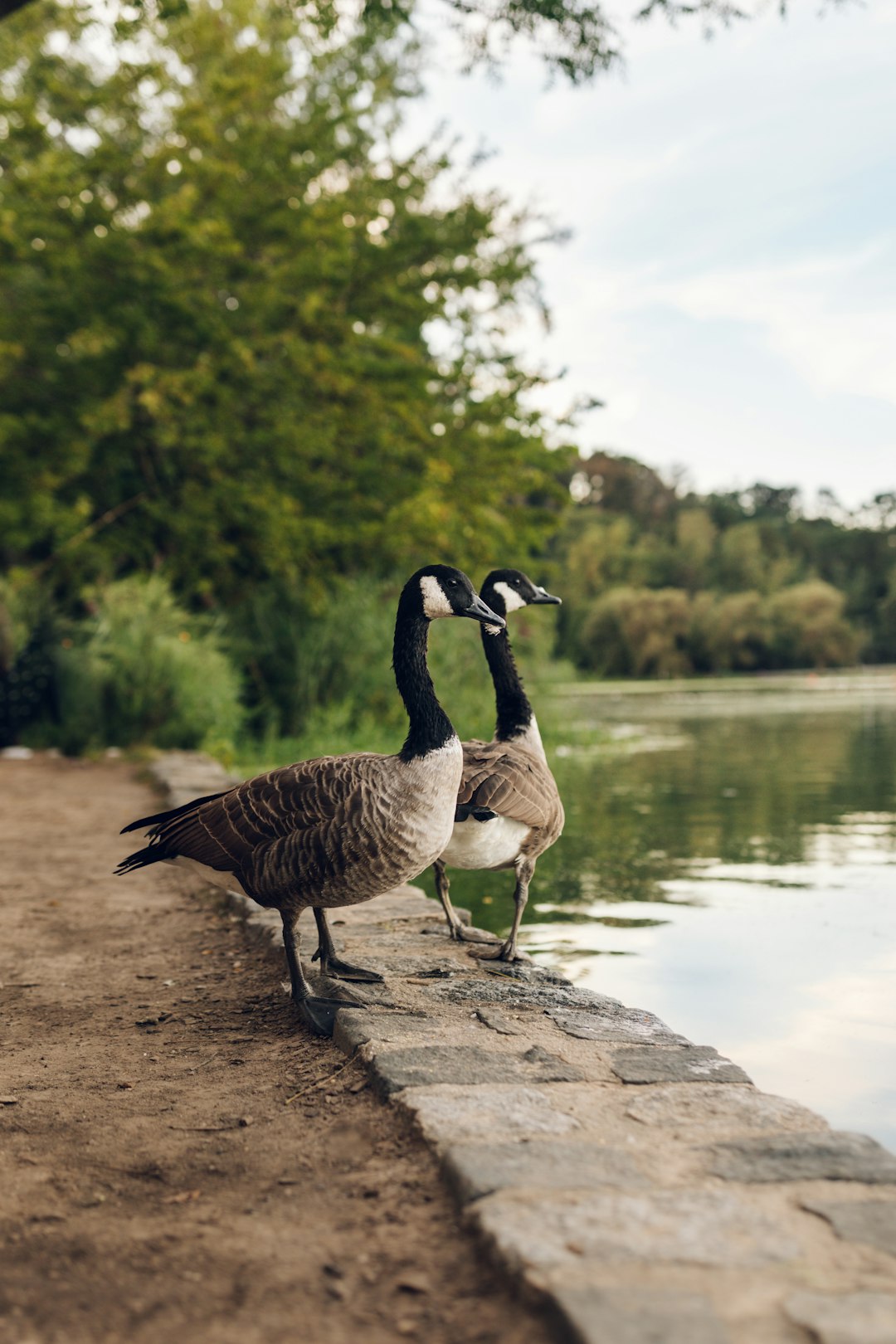 brown and black duck standing on brown rock near body of water during daytime