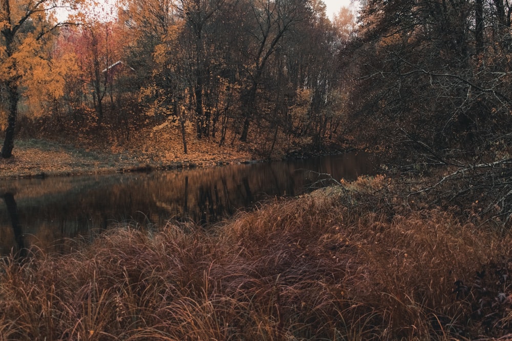 brown trees beside river during daytime