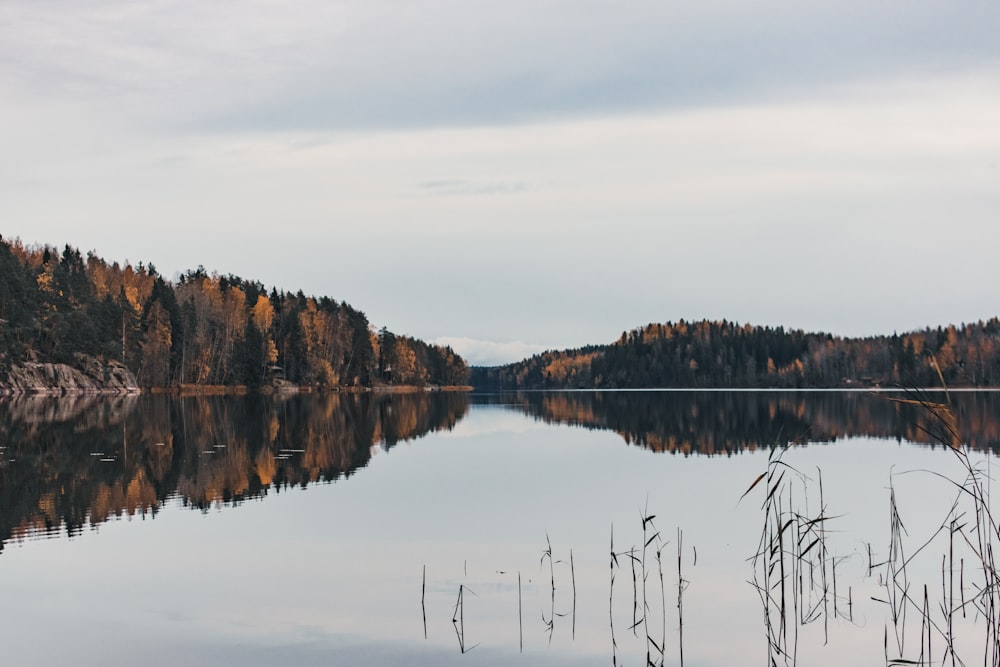 brown trees on body of water during daytime