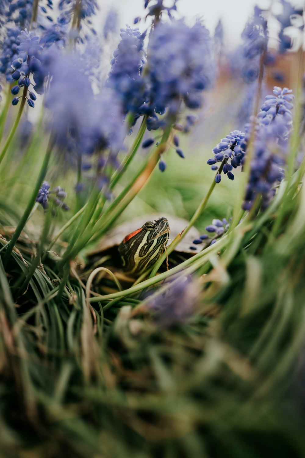 black and yellow snake on green grass