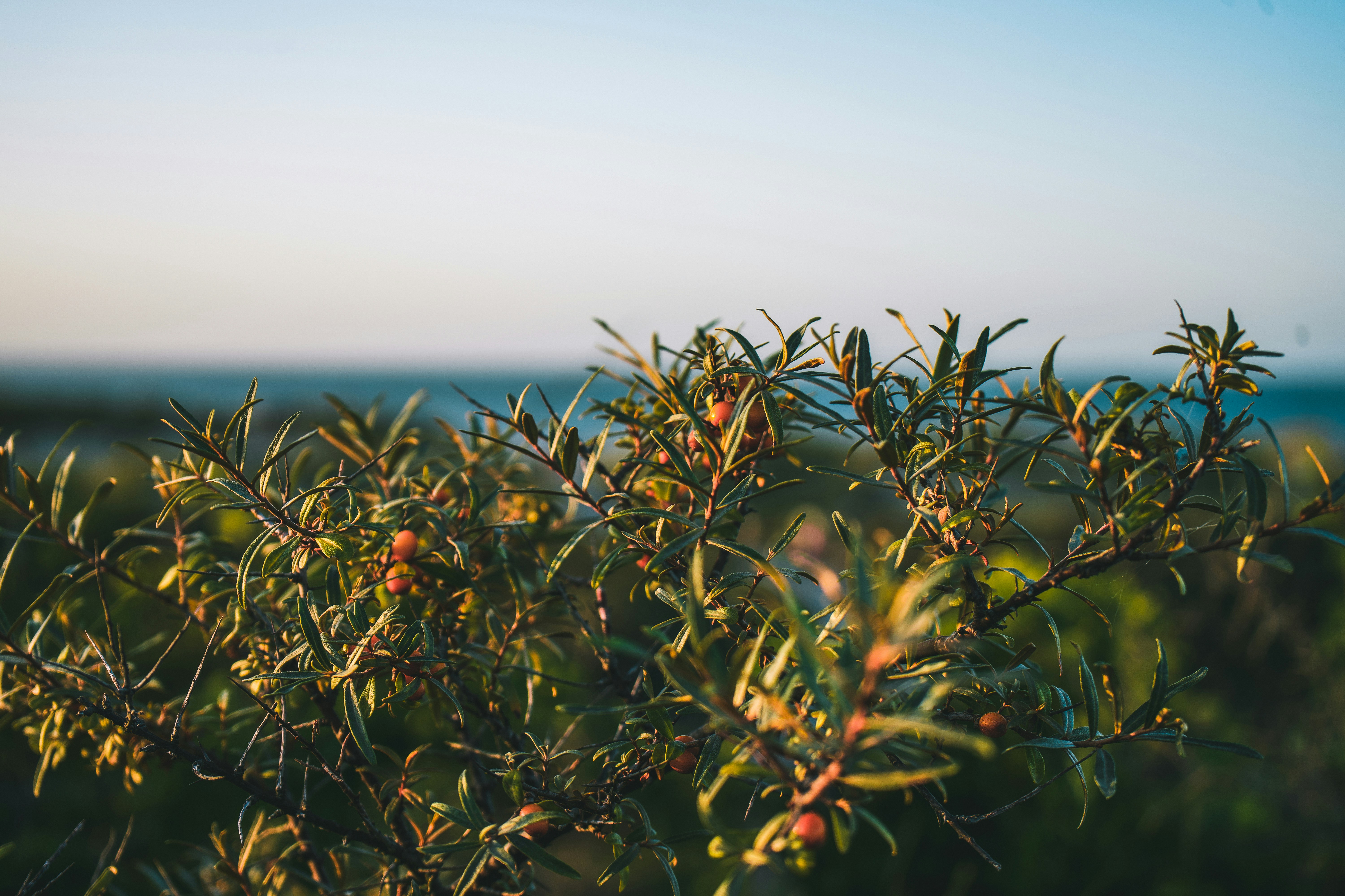 green plant under gray sky