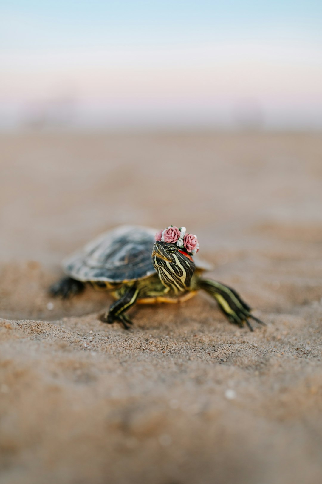 black and yellow turtle on brown sand