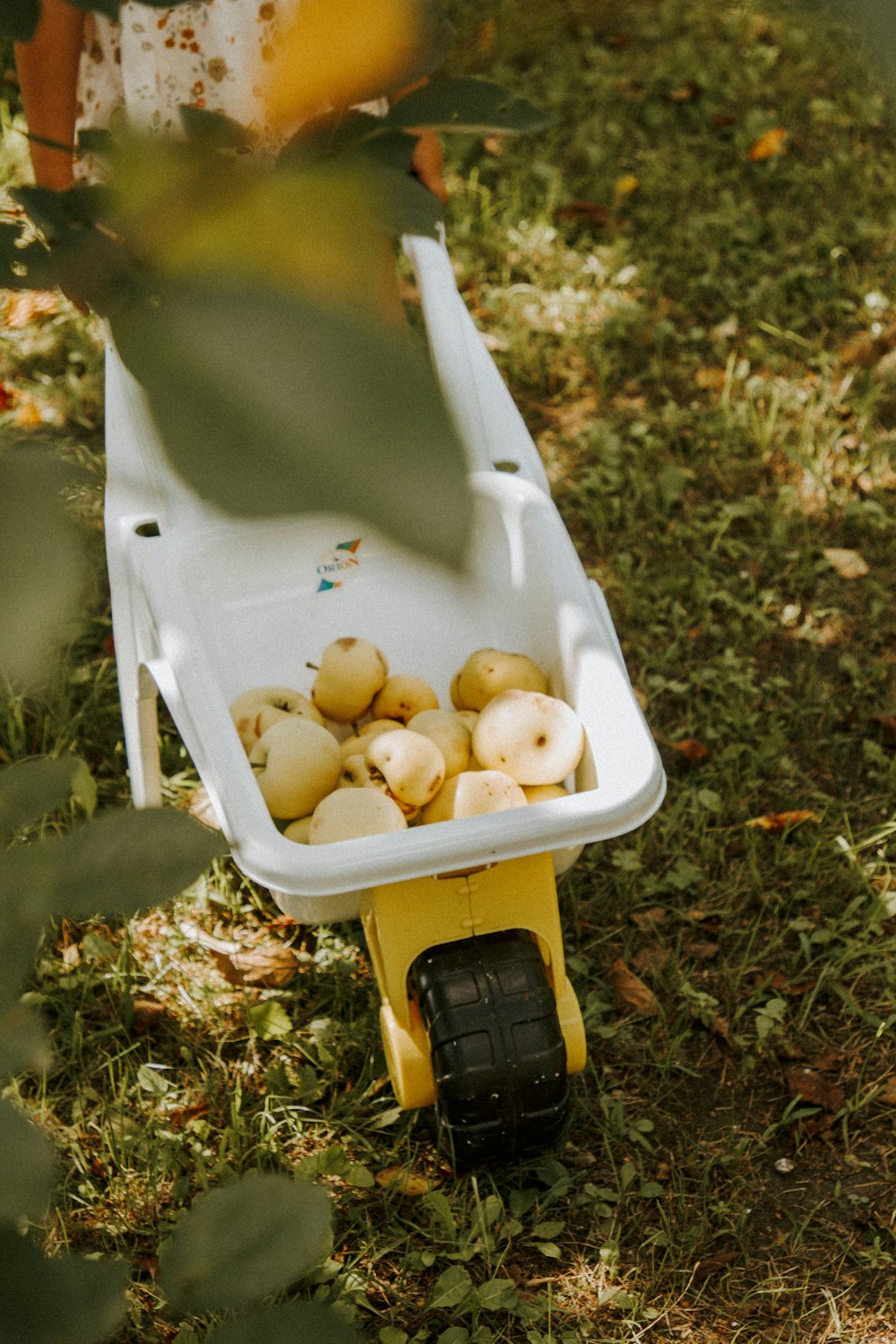 weiß-gelber Kunststoffbehälter mit weißen runden Früchten