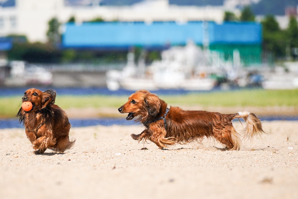 a couple of dogs running across a sandy beach