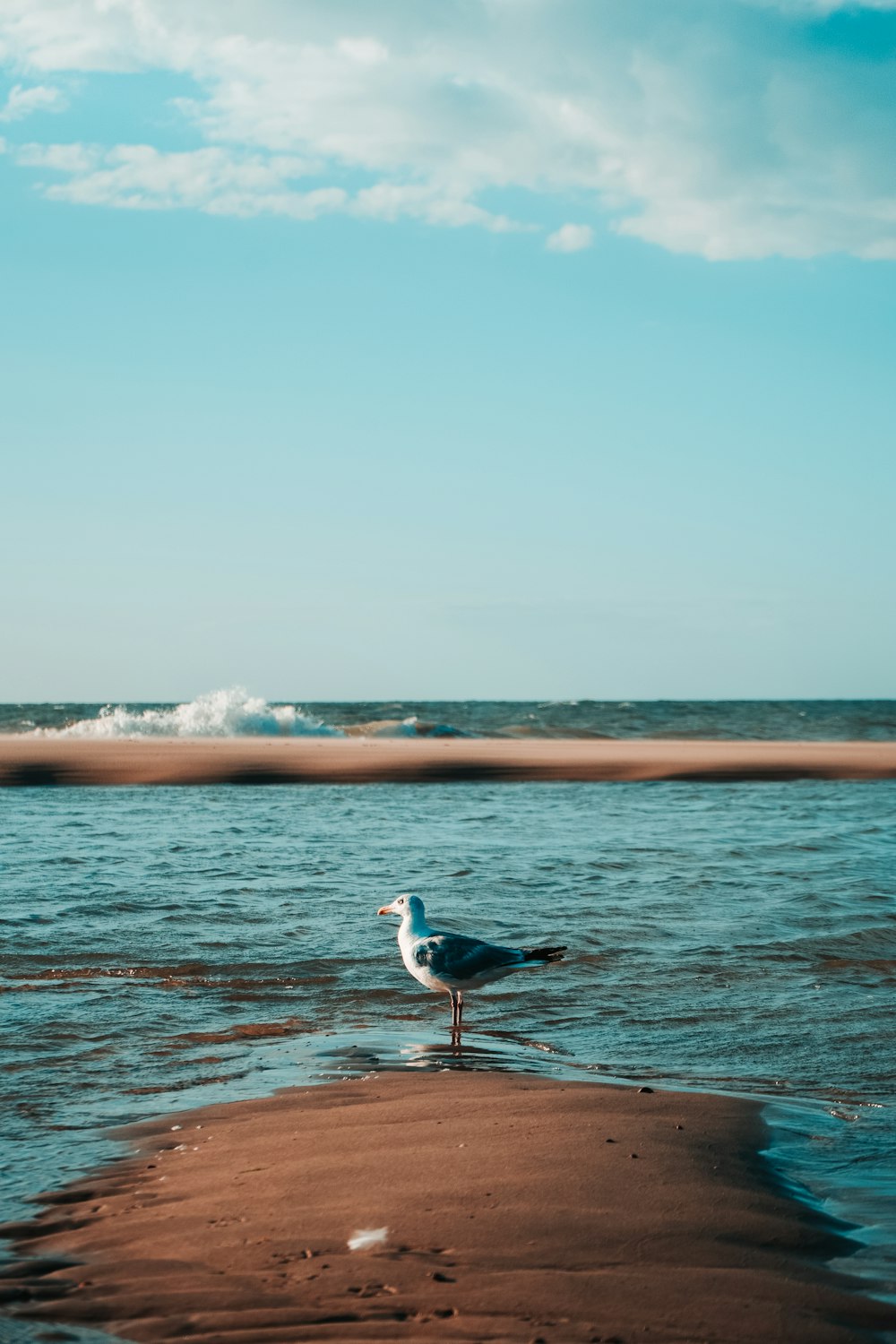 pájaro blanco y negro volando sobre el mar durante el día