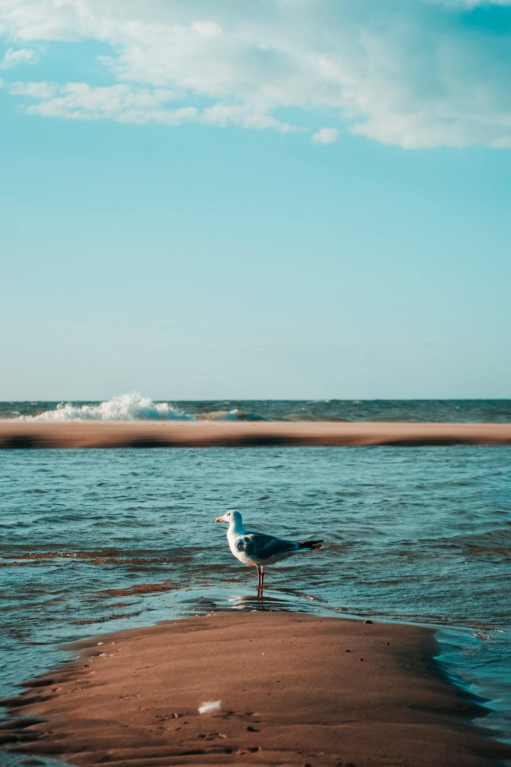 white and black bird flying over the sea during daytime