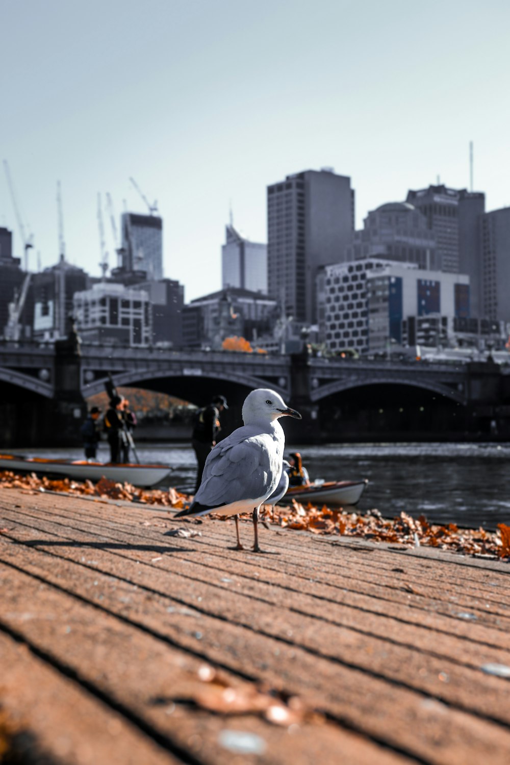 white and gray bird on brown wooden dock during daytime