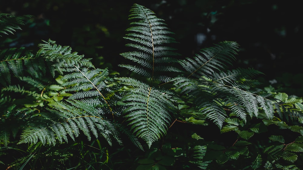 green fern plant in close up photography