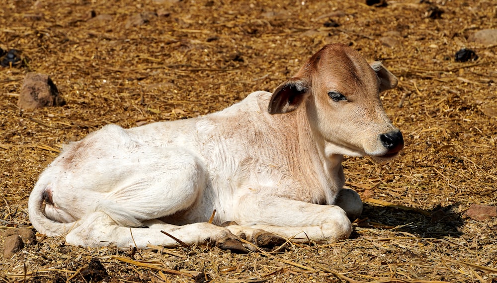 white and brown horse lying on brown soil
