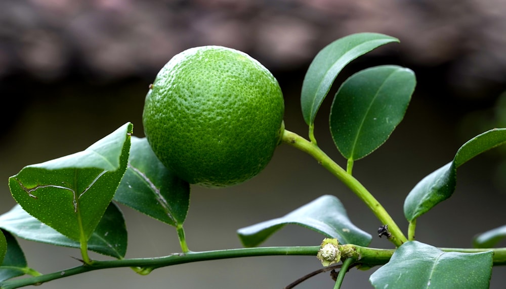 green round fruit with white flower