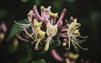 Wild honeysuckle