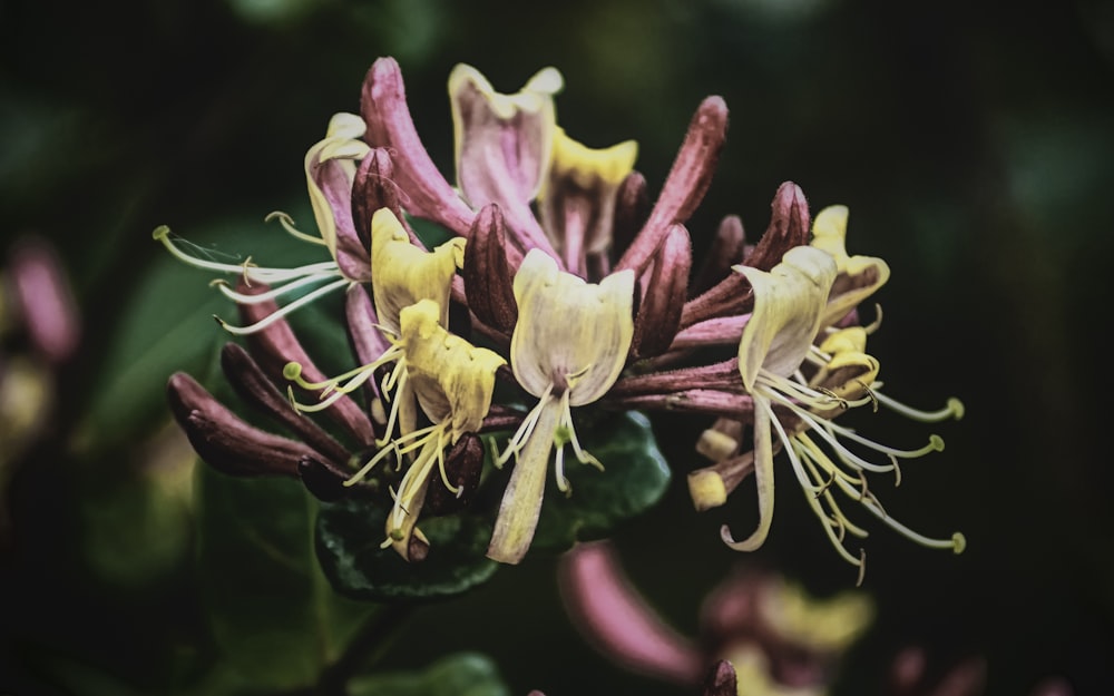 pink and yellow flower in macro lens