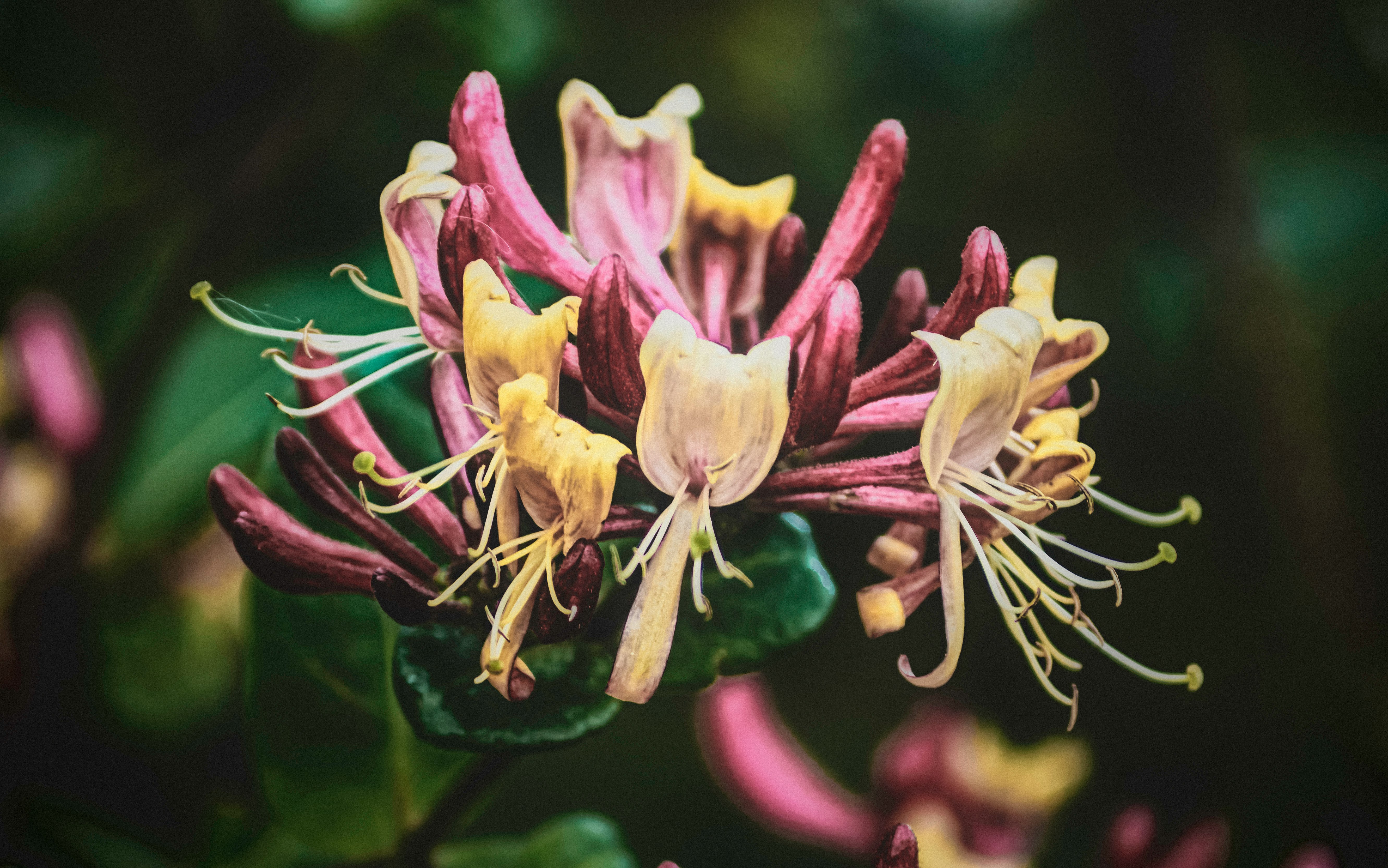 pink and yellow flower in macro lens