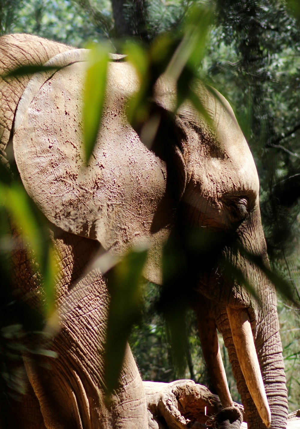 Elefante marrone vicino alla pianta a foglia verde