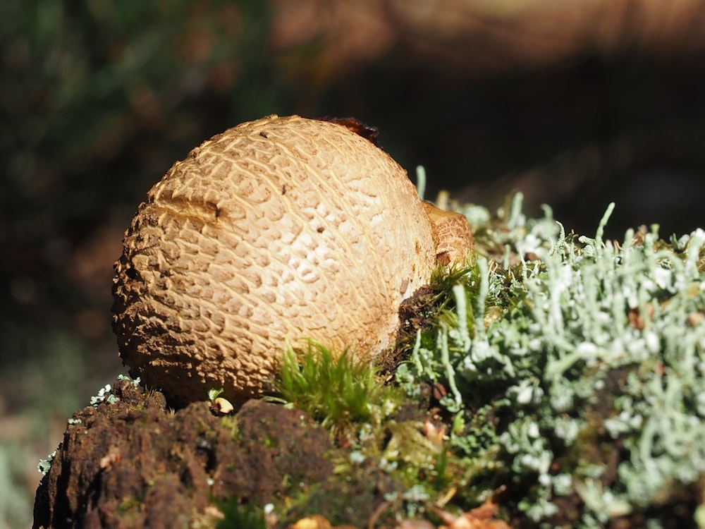 brown and white round ornament