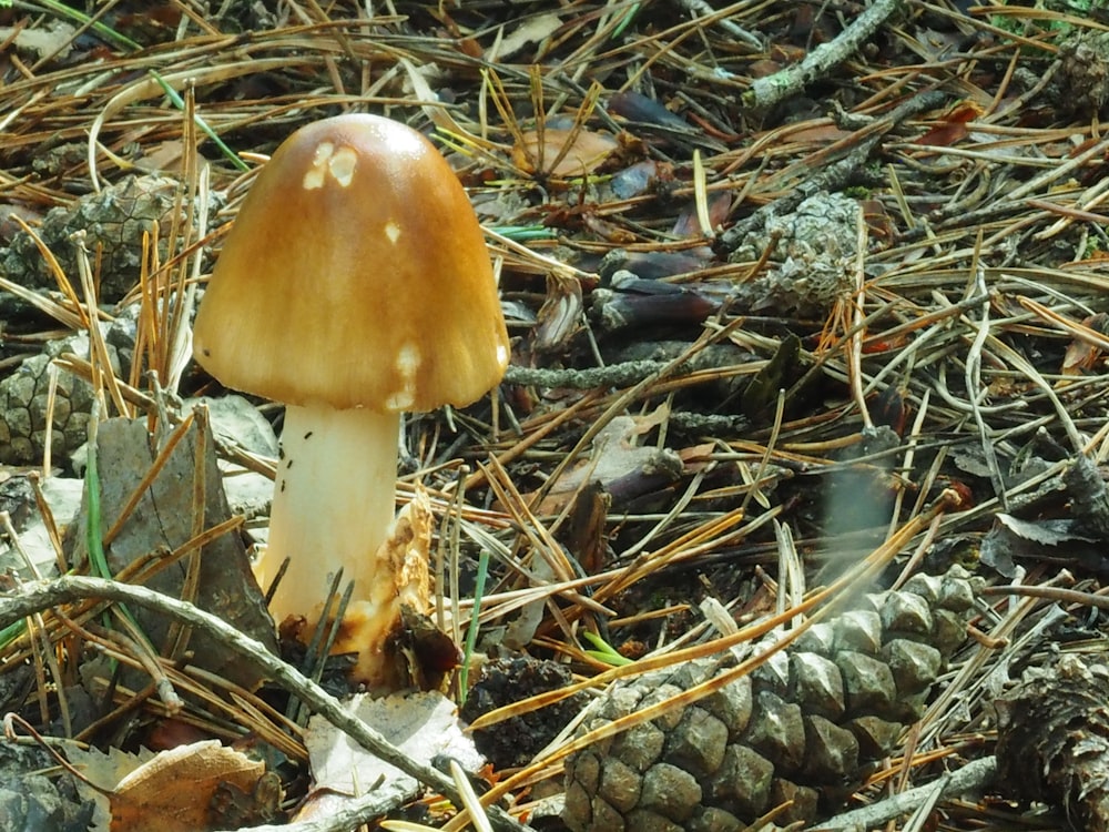 brown mushroom on brown dried leaves