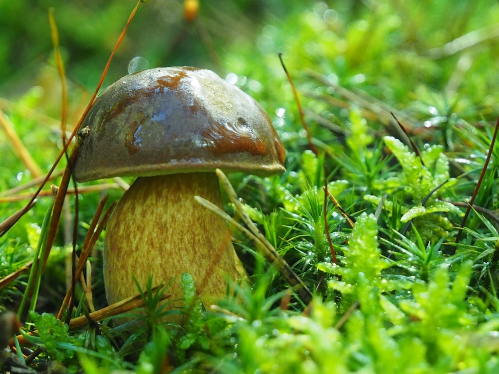 brown mushroom on green grass