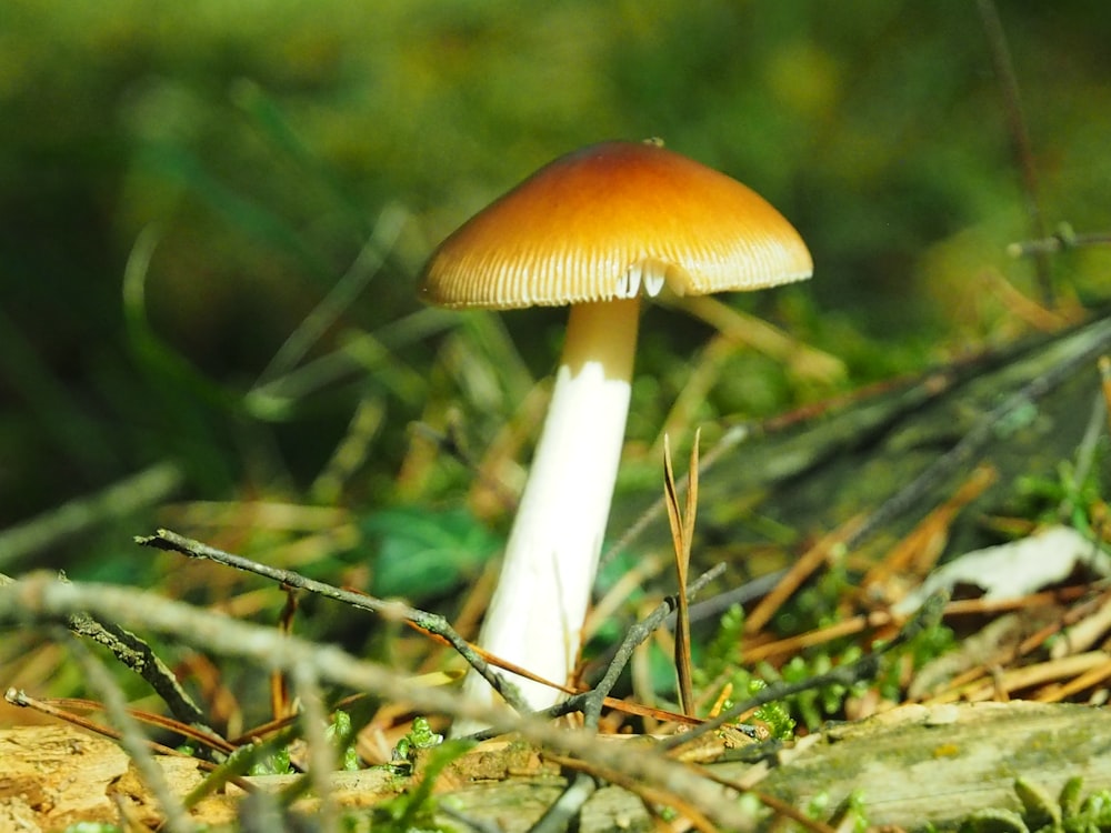 brown and white mushroom in tilt shift lens
