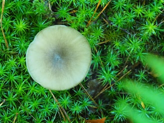 A top-down view of a single mushroom growing amidst vibrant green moss. The mushroom cap is round and smooth with a light beige color, contrasting against the bright green, star-shaped moss leaves surrounding it.