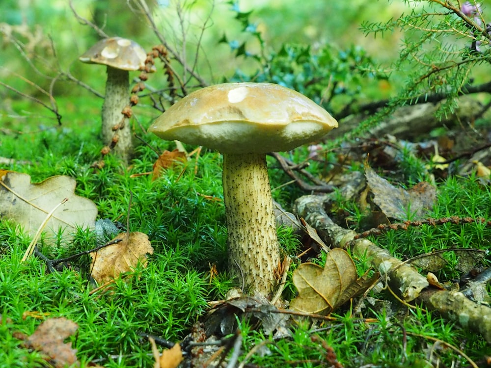 brown mushroom on green grass during daytime