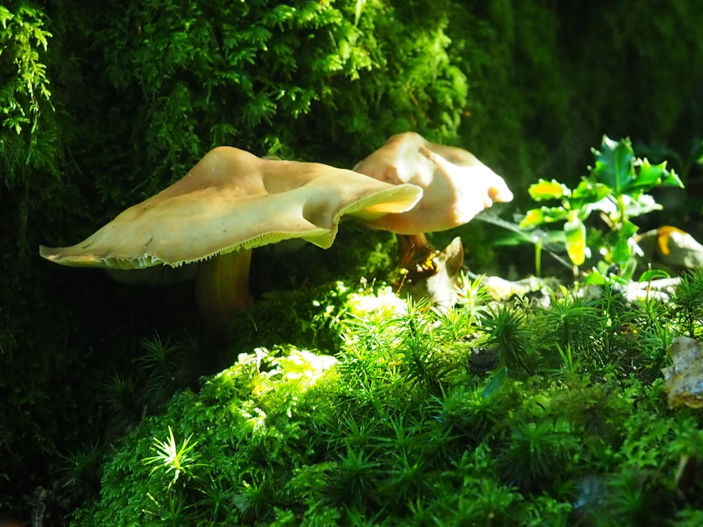 white mushroom in green grass during daytime