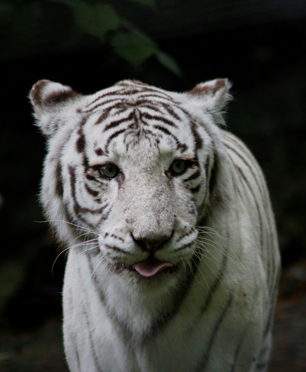 Tigre blanco y negro en fotografía de primer plano