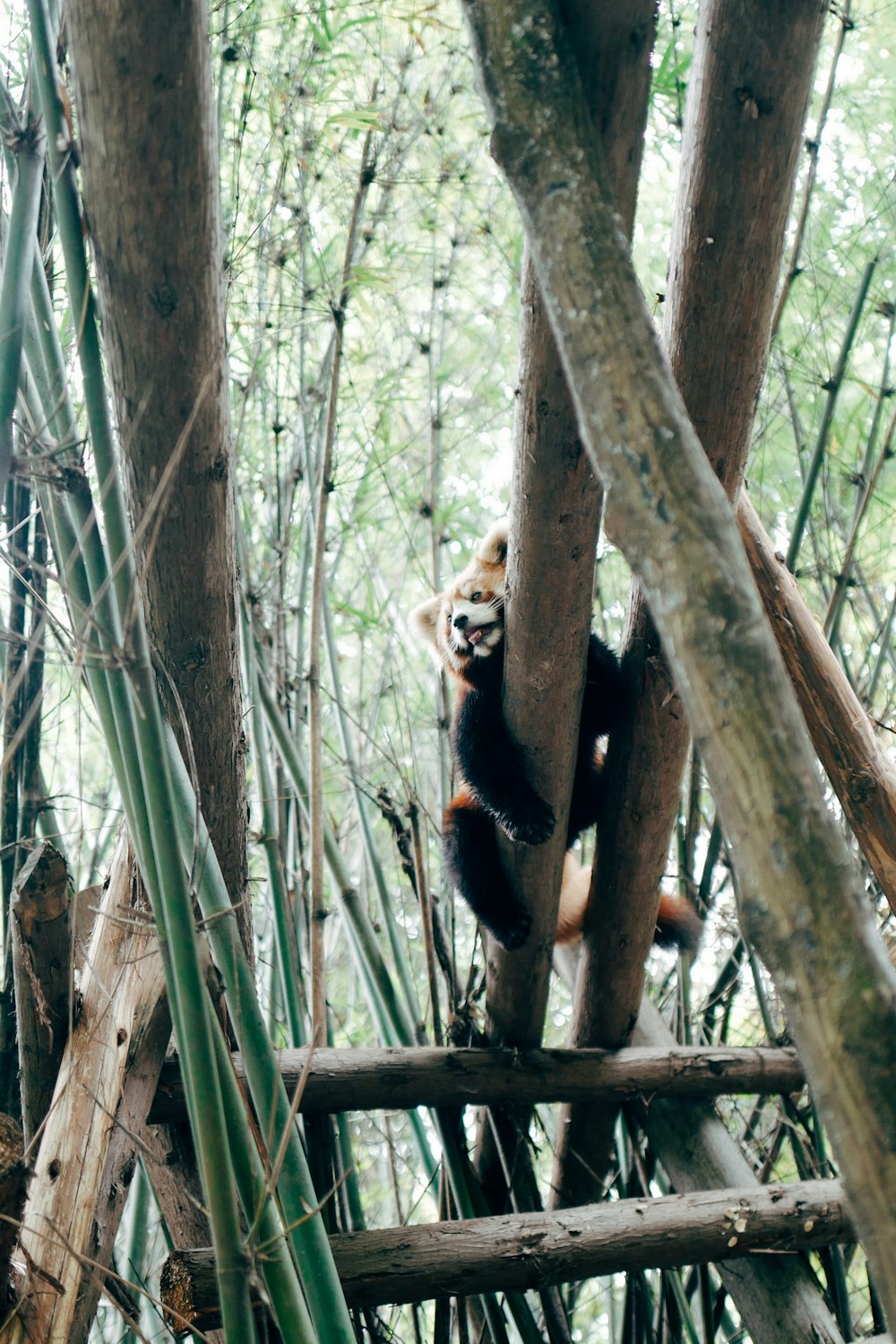 black and brown bear on brown tree